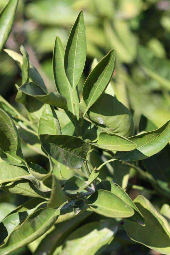            Sun leaves (Riverside, CA)   